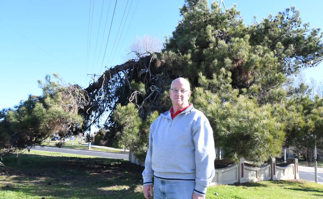 SACRILEGE: Orange RSL sub-branch senior vice-president Chris Colvin described the pruning as tree vandalism. Photo: JUDE KEOGH 0919jklonepine2
