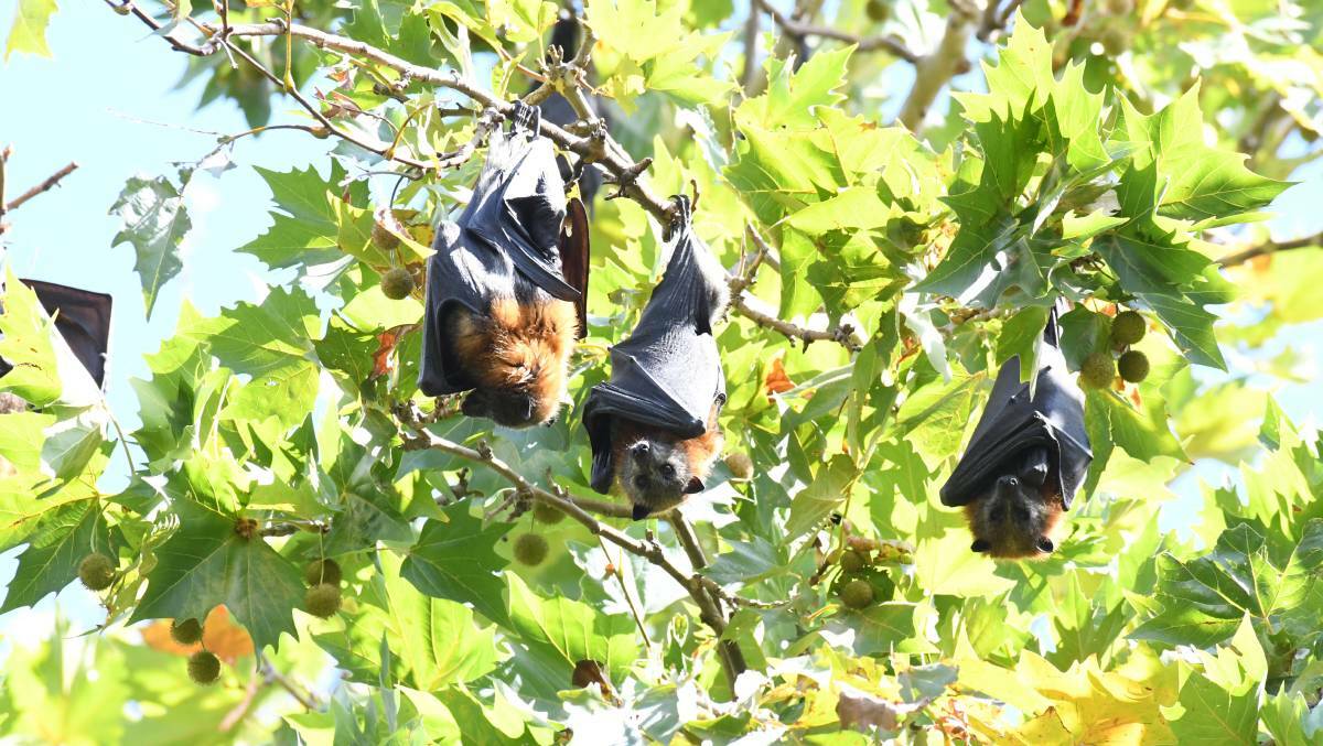 GOING BATTY: The grey-headed flying foxes roosting in Cook Park. 