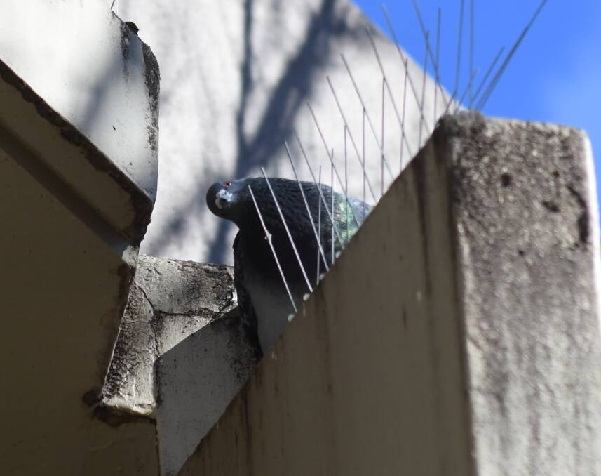 HELL-OOOOO THERE: A pigeon peaks around the bird spikes at Orange City Council. Photo: JUDE KEOGH