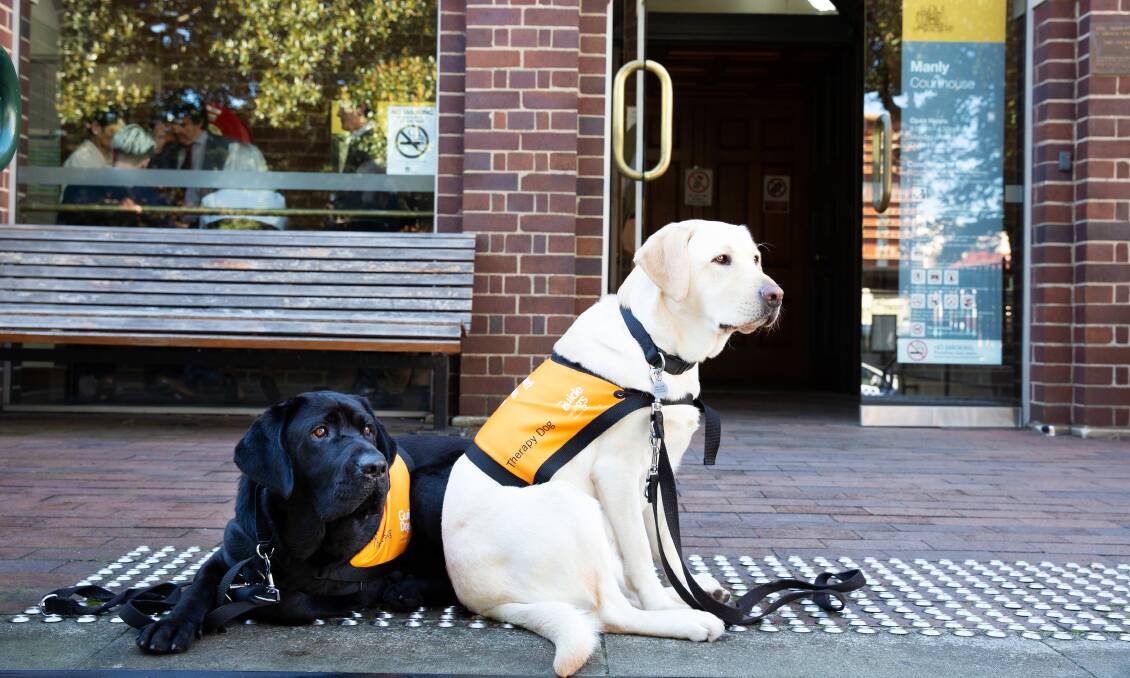 READY TO HELP: Labradors will be found in the corridors of Orange Court House.