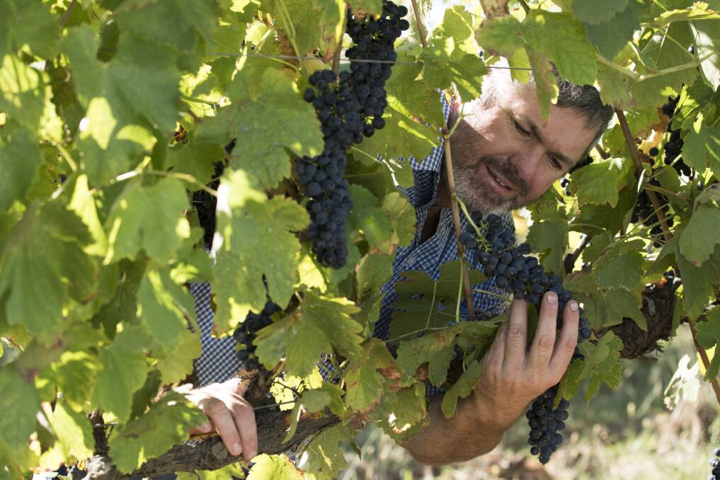 SECOND TIME LUCKY? Tambulaine Wines vineyard manager Clayton Kiely. Photo: SUPPLIED