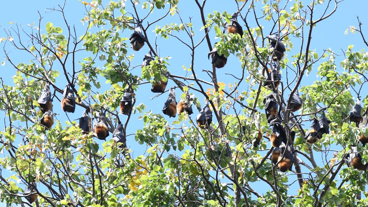 Winging it: Bats return to Cook Park later than expected but in time for apple crop