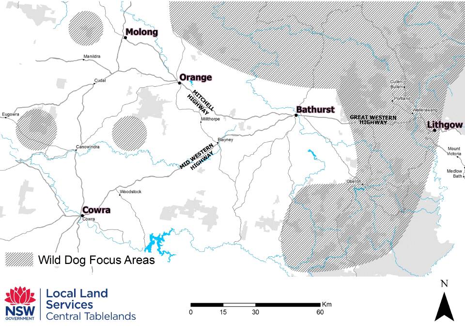 Wild dogs at large and no longer targeting just sheep | Map, photos
