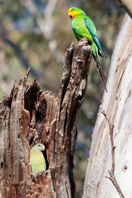 PRIZED BIRDS: Two vulnerable superb parrots enjoy a tree hollow, a habitat Orange City Council is trying to replicate. Photo: NIGEL HOBDEN