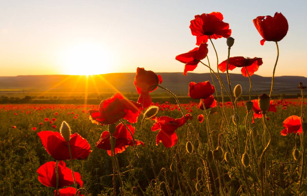 LEST WE FORGET: The poppy is a significant symbol of Remembrance Day representing the immeasurable sacrifice made by those who died in World War I and later conflicts. Photo: Shutterstock