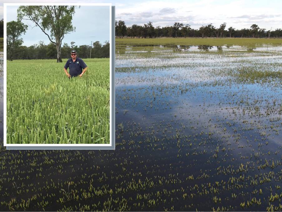 Brian Schofield was thrilled with his wheat crop two weeks ago, now the tips are barely visible above the floodwater.