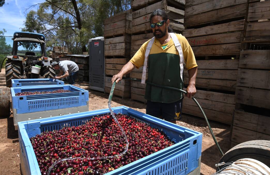 HOT WORK: Tim Priest and Rob Nixon with picked cherries at Borrodell. Photo: JUDE KEOGH