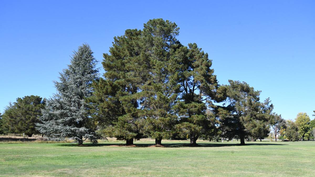 BLOOMFIELD: About 250 trees have been approved to be cut down on the former golf course site. Photo: JUDE KEOGH