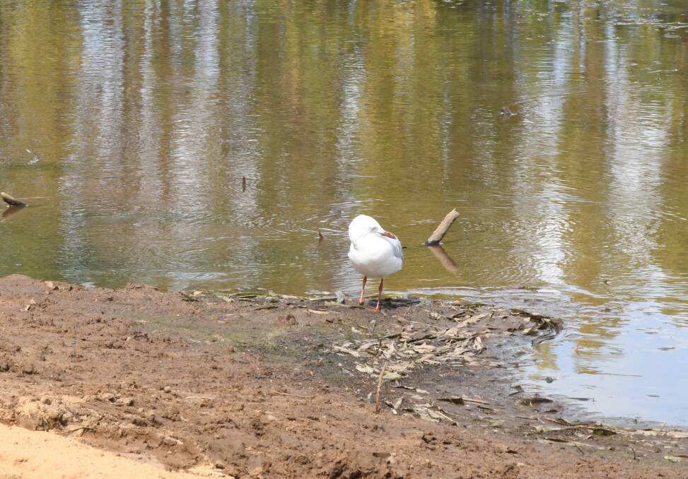 FOR THE BIRDS: A seagull has part of Gosling Creek Reserve to itself following the Orange City Council alert.