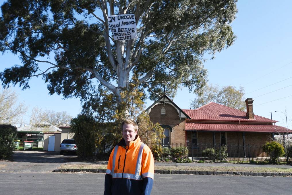 WE CAN SAVE IT: Arborist Troy Armstrong has offered to prune and assess the 25-metre high Dora Street tree which is under threat. Photo: CARLA FREEDMAN