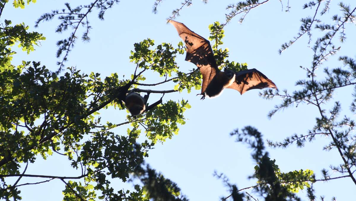 HI MACCA: A bat spreads their wings above Cook Park. Photo: CARLA FREEDMAN