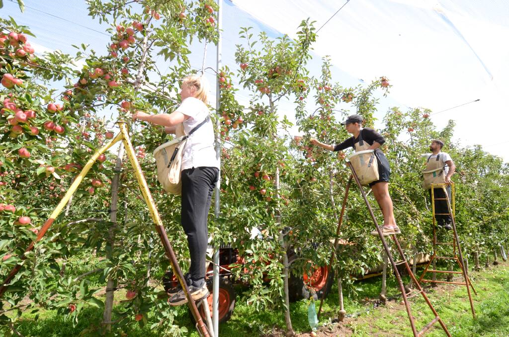 TEAM WORK: Manon Prins, Keisha Tyler and AJ Busman remove apples from the trees during the harvest in Orange. Photo: JUDE KEOGH