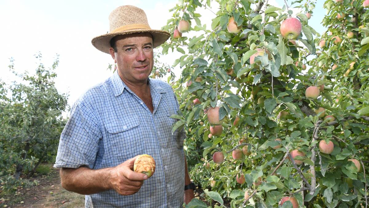 COUNTING THE COST: Apple orchardist Tim West with fruit damaged by flying foxes that have stayed longer than normal in Orange. Photo: JUDE KEOGH 0409jkbats1