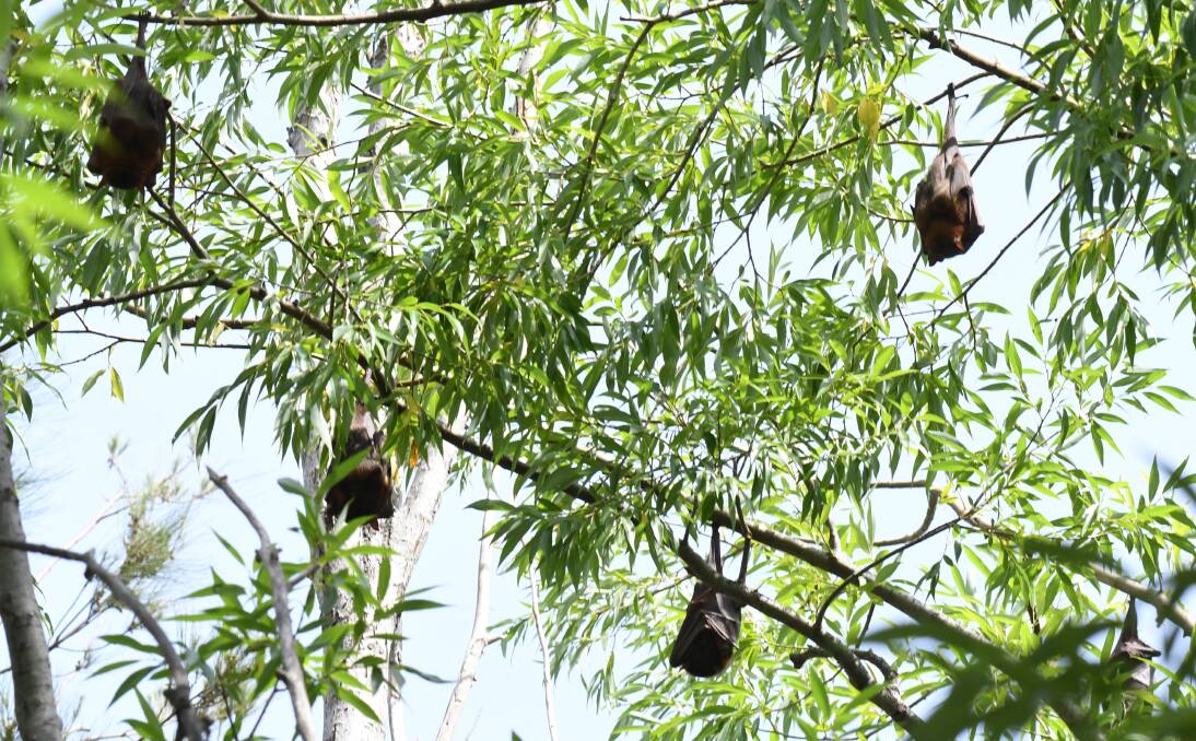 HELLO ORANGE: Bats rest in trees on Ploughmans Lane on Sunday before giving orchardists a hard time as the cherry picking season gets underway. Photo: CARLA FREEDMAN