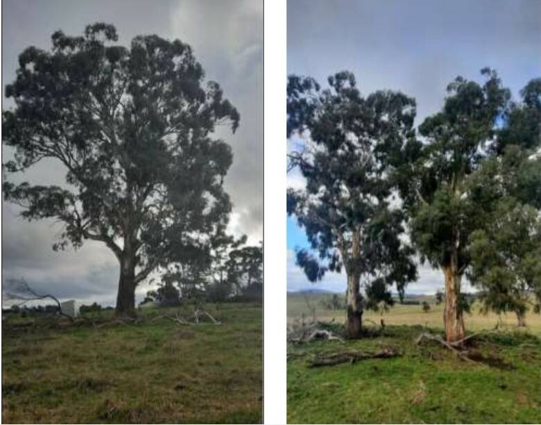 SAVED: These three eucalypt trees, as seen in the development application, will not be cut down to make way for housing in north Orange.