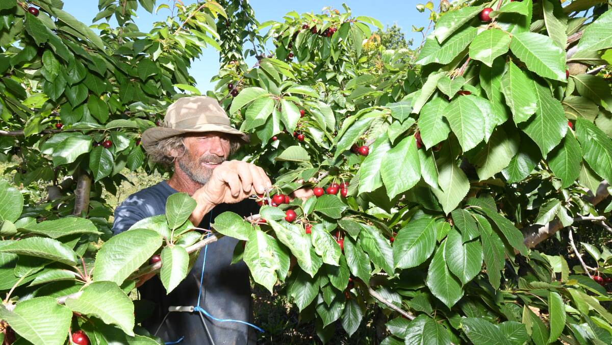 FRESH FRUIT: Chris Lewis picks cherries at Borrodell On The Mount. Photo: CARLA FREEDMAN 1207cfborrodell4
