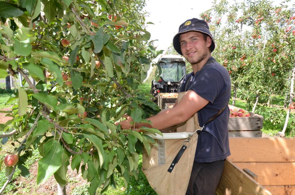 HARD AT WORK: Lewis Chackfield is helping pick apples at the orchard. Photo: JUDE KEOGH