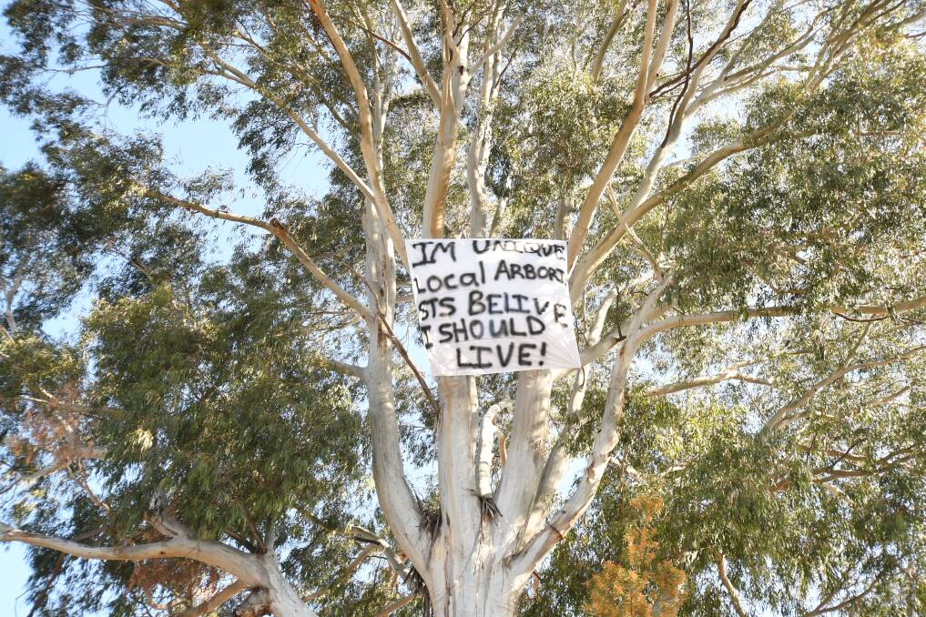 SIGN OF THE TIMES: This banner has been placed in the tree. Photo: CARLA FREEDMAN