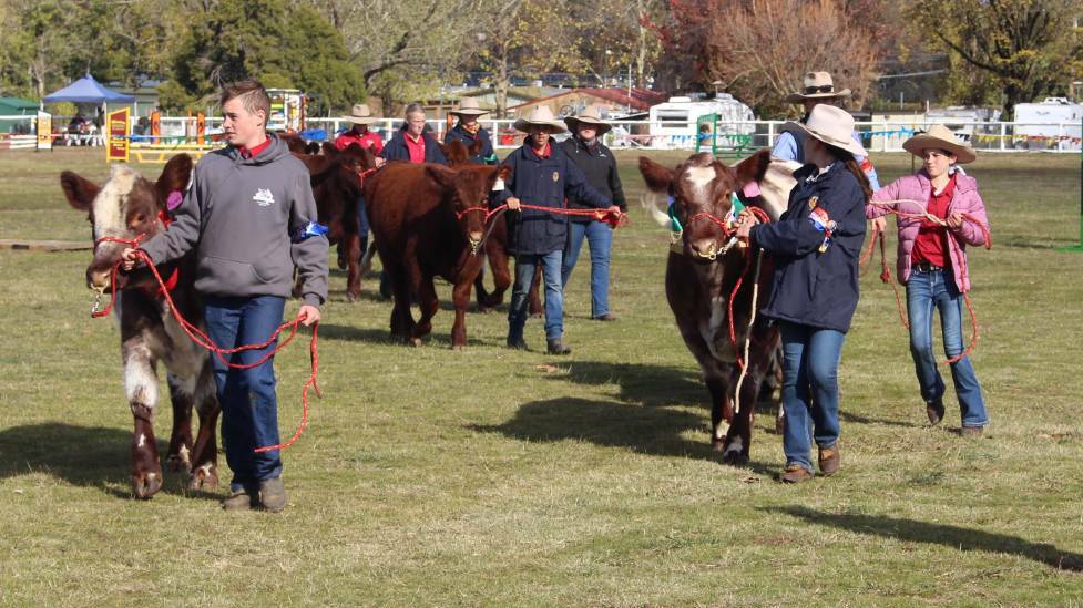 ANIMALS: Parading stock is one of the highlights of the annual show.