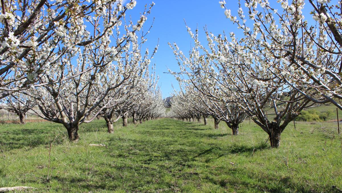 COLOUR: Cantrill's cherry trees in blossom. Photo: Supplied