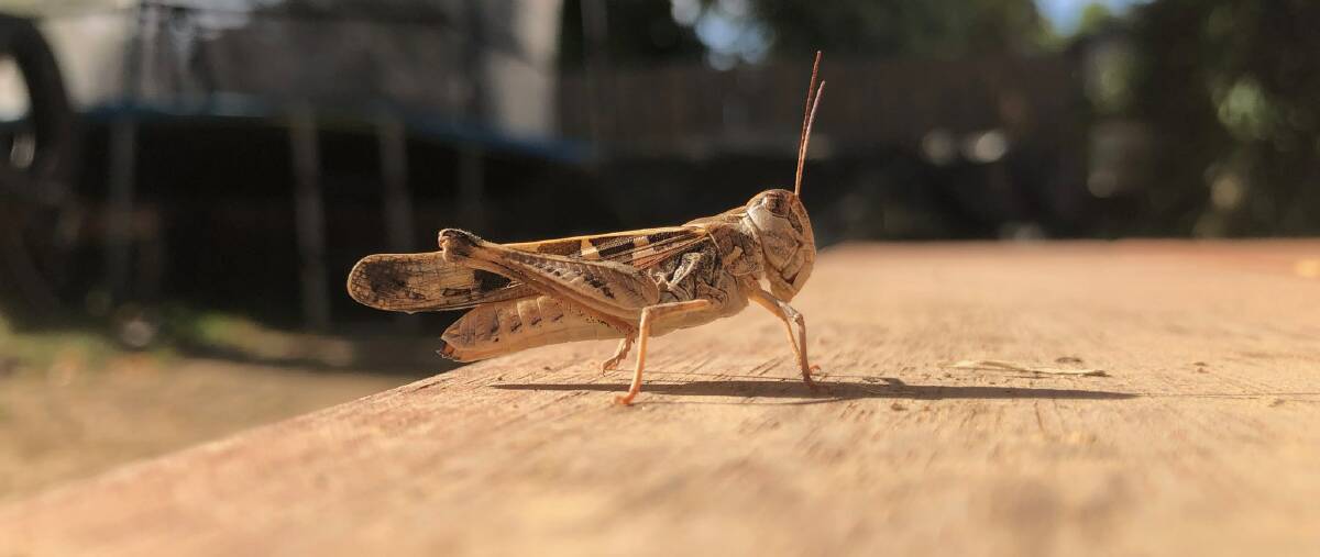 VISITING: A yellow-winged locust in an Orange backyard.