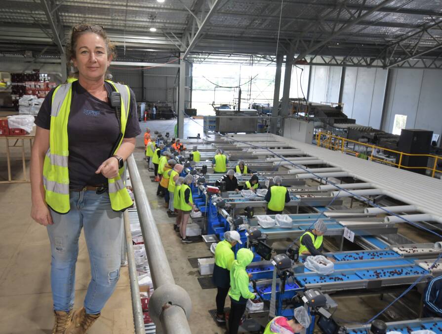 NEW SHED: BiteRiot's Fiona Hall inside the company's Canobolas Road cherry grading and packing shed where more staff are urgently needed. Photo: JUDE KEOGH