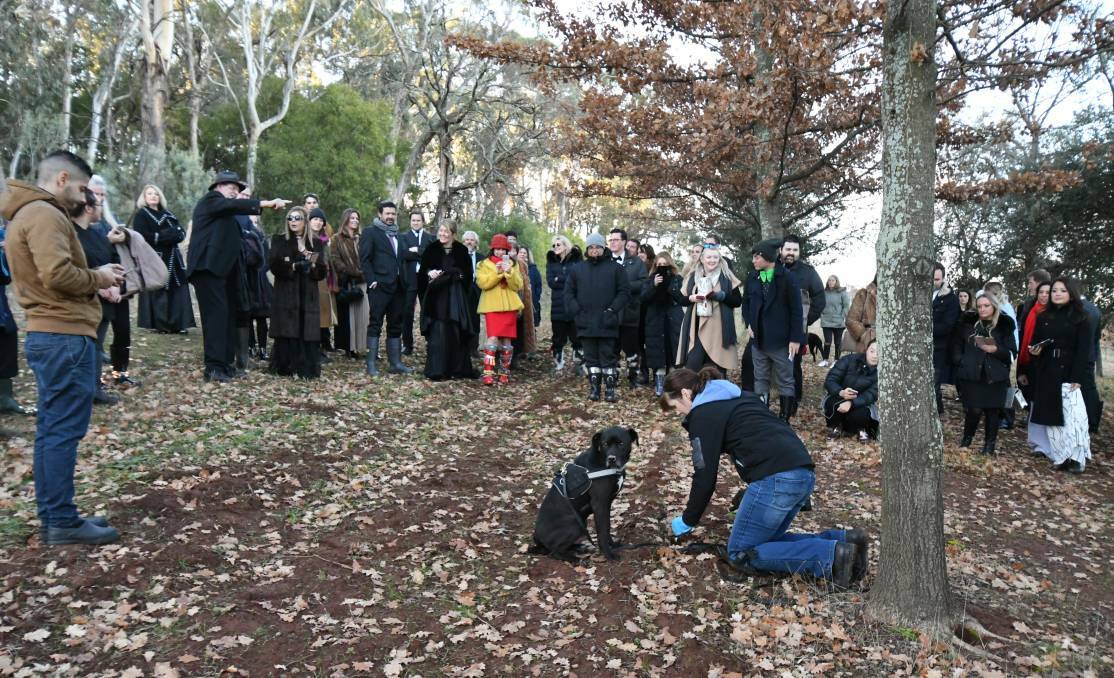 GOING AHEAD: Borrodell's Black Tie and Gumboots truffle hunt is going ahead with reduced numbers after COVID cancellations. Photo: JUDE KEOGH