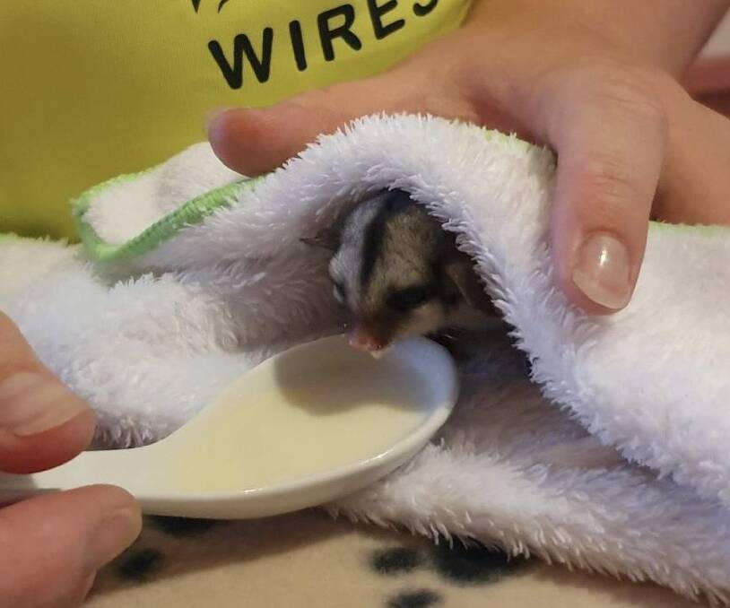 RESCUED: A sugar glider from the Glenreagh area. Photo: Supplied