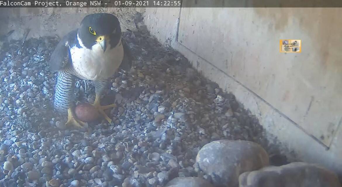 NESTING: Diamond with her egg in the tower nest.