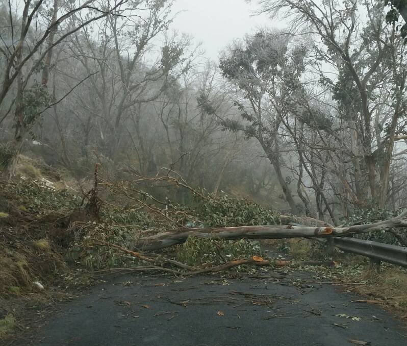 DANGERS: Fallen trees on the Mount Canobolas Road. Photo: Supplied