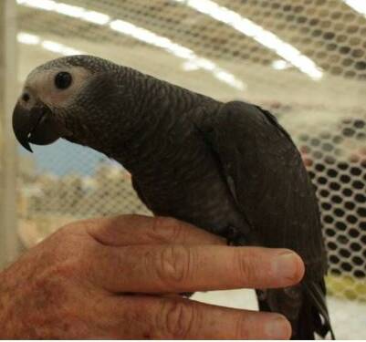 TALKATIVE: Timneh Grey parrot.