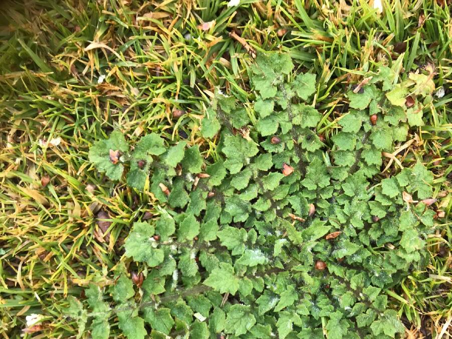 GET RID OF IT: Capeweed grows in a rosette formation. Photo: Supplied