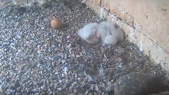 KEEPING WARM: The two chicks, and the third unhatched egg, in the nest. Photo: Falconcam Project