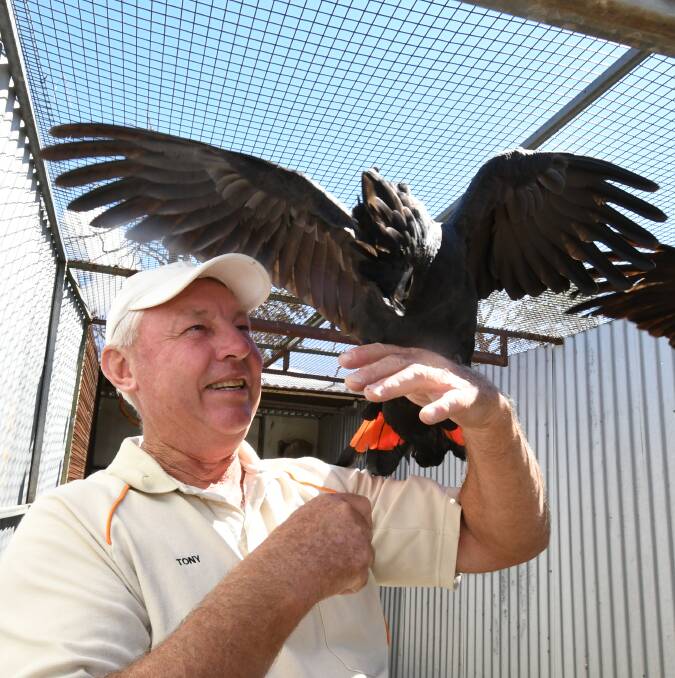 BEAUTY: Tony Ford with a red tail cockatoo ahead of this weekend's Orange Bird Sale which will feature many large birds. Photo: JUDE KEOGH 0226jkbirds5