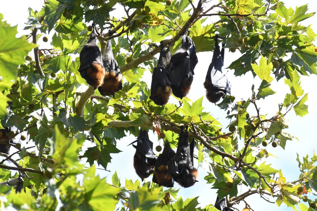 HANGING AROUND: Bats have caused serious damage to trees in Cook Park, according to mayor Reg Kidd. Photo: JUDE KEOGH 0315jkbatscook3