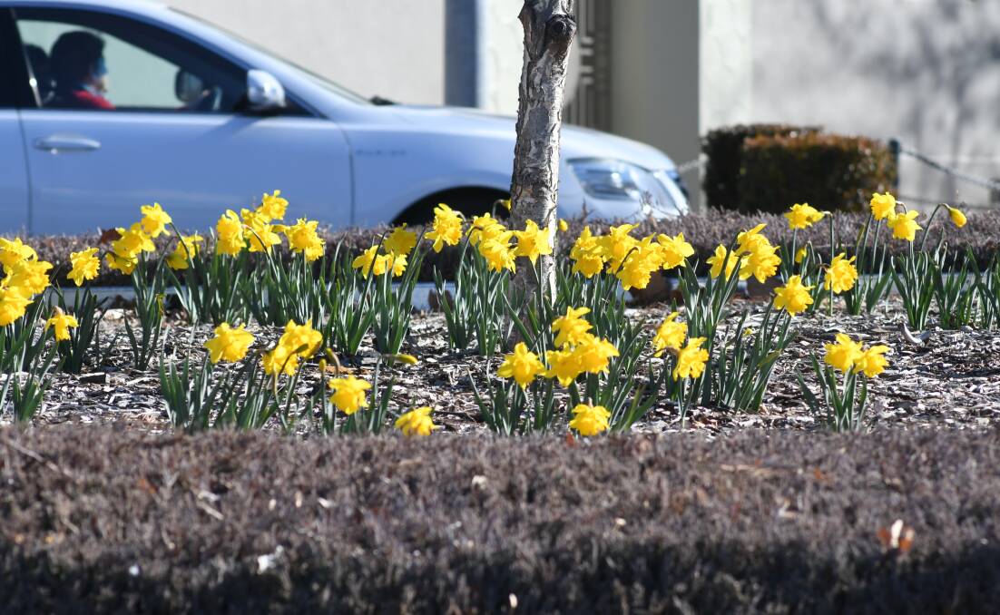 SPRING HAS SPRUNG: Daffodils are adding a bit of colour to our roundabouts. Photo: JUDE KEOGH 0809jkdaffys