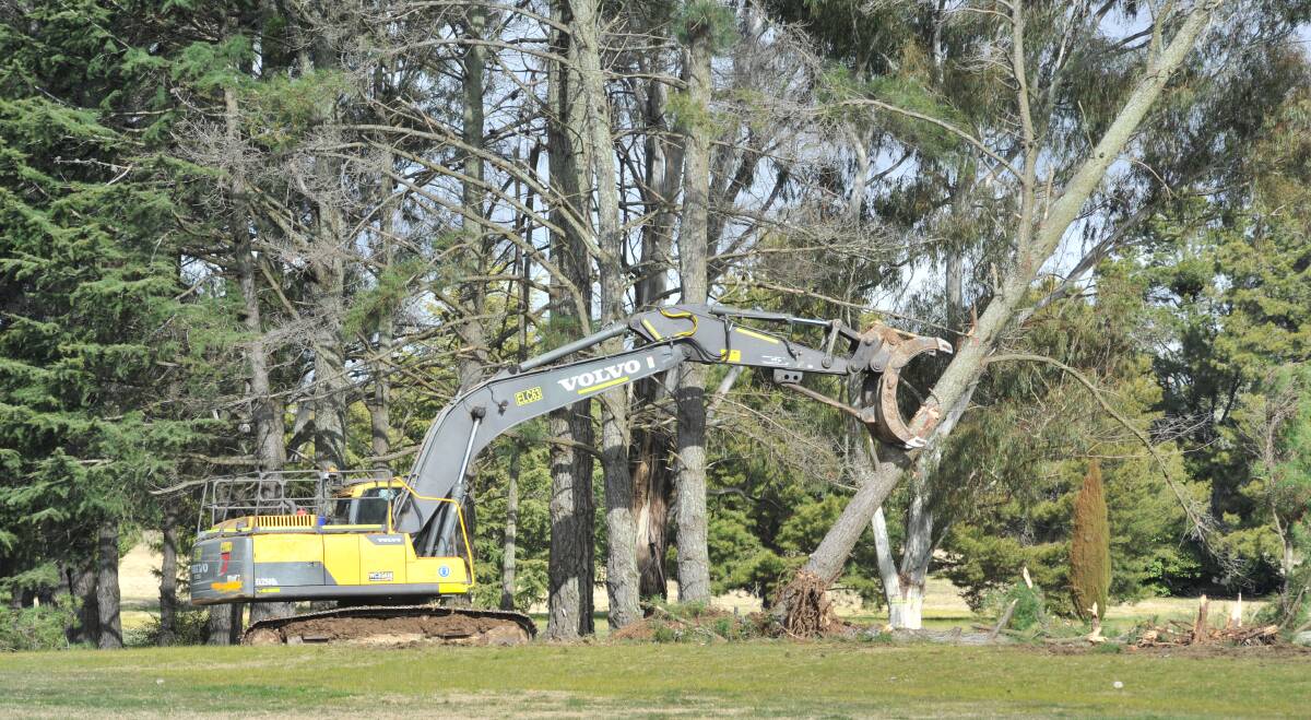 DOWN IT COMES: Contractors remove a tree at Bloomfield on Tuesday. Photo: JUDE KEOGH