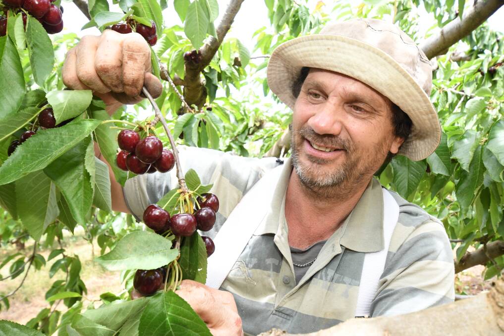 READY TO PICK: Danny Kapatos picks fruit at the Borrodell Vineyard's cherry orchard. Photo: JUDE KEOGH 1206jkcherry4