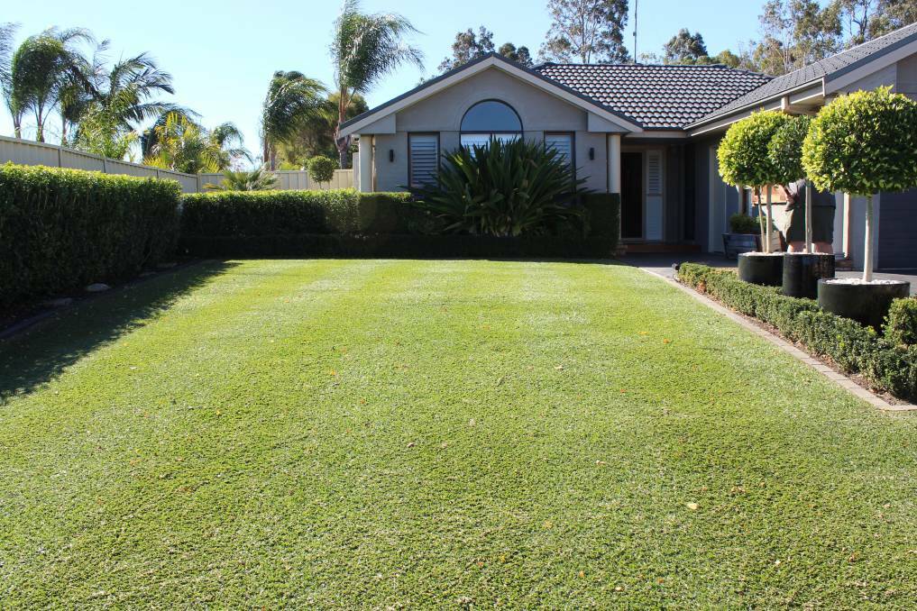 GREAT LAWN: Grass needs maintenance and repair.