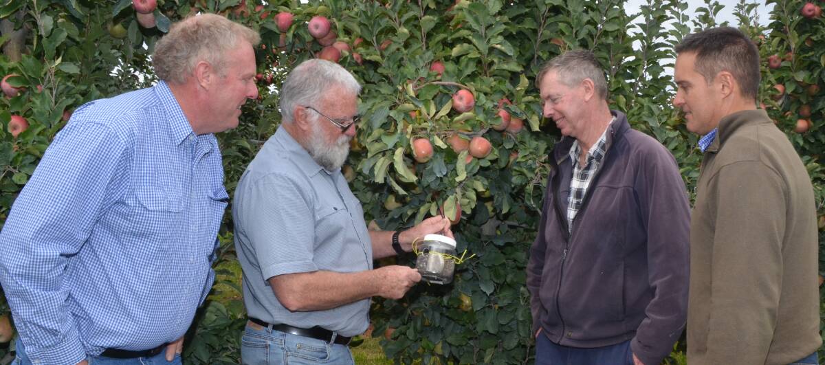 EYES ON THE PRIZE: NSW Farmers' Orange branch chair Bruce Reynolds, Agriculture Victoria's David Williams, orchardist Peter West and DPI development officer Adam Coleman. Photo: DAVID FITZSIMONS