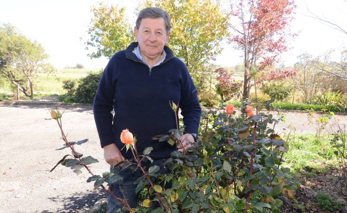 TIME TO CUT BACK: Gardening expert Reg Kidd says winter is a good time to prune roses in your garden. Photo: JUDE KEOGH