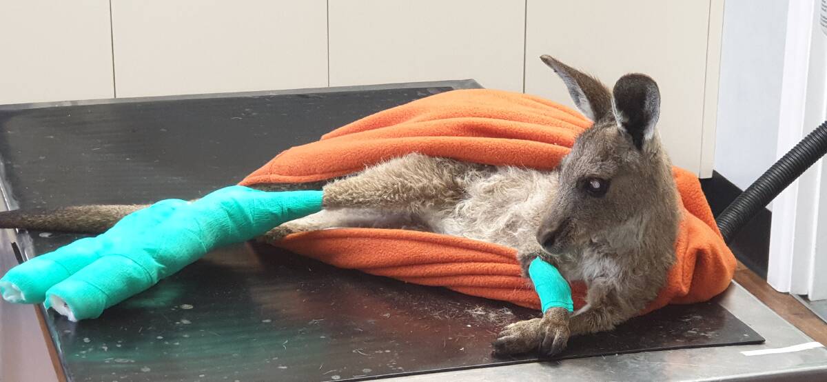 RECOVERING: Bernie the injured eastern grey kangaroo rests in Orange in the care of WIRES volunteer Melissa Ross after his bushfire ordeal. Photo: Supplied