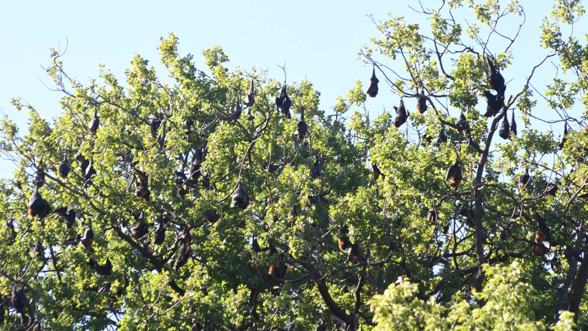 WE'RE BACK: Flying foxes in trees in Cook Park. Photo: CARLA FREEDMAN