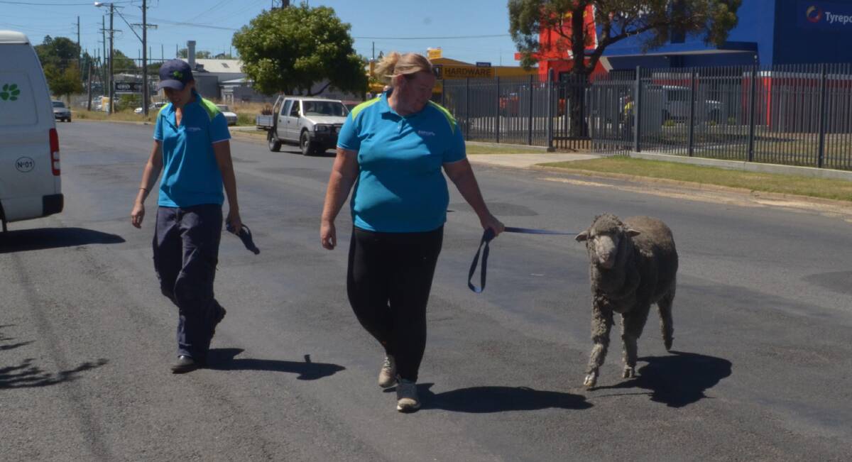 COMING HOME: Shelter manager Marissa Clifford leads a sheep back to the RSPCA shelter with customer service officer Sam Anderson. Photo: DAVID FITZSIMONS