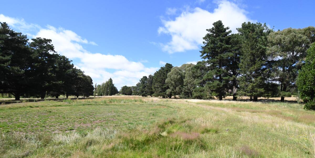 IN LIMBO: The trees on the former golf course at Bloomfield have an uncertain future. Photo: JUDE KEOGH