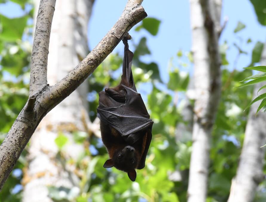 HELLO ORANGE: A bats in a tree on Ploughmans Lane on Sunday. Photo: CARLA FREEDMAN
