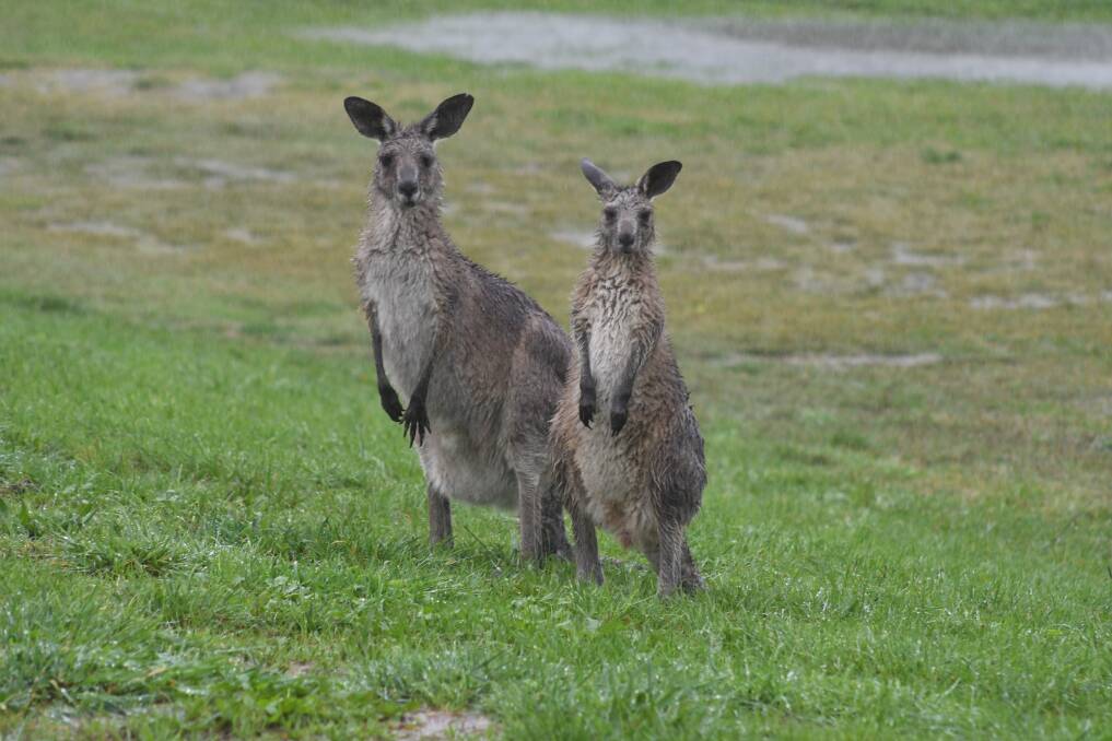 SOAKED: Even the kangaroos at Bloomfield looked fed up with the big wet. Photo: CARLA FREEDMAN