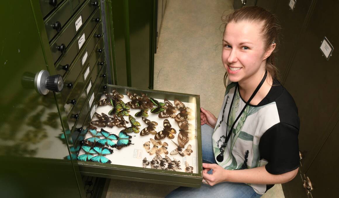 BUG'S LIFE: Dr Jordan Bailey with a historic display of butterflys at the Orange Agricultural Institute. Photo: JUDE KEOGH 0914jkagopen3