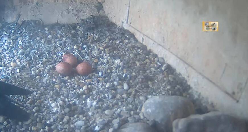 EGGCELLENT: Peregrine falcon Diamond has three eggs in the CSU tower.