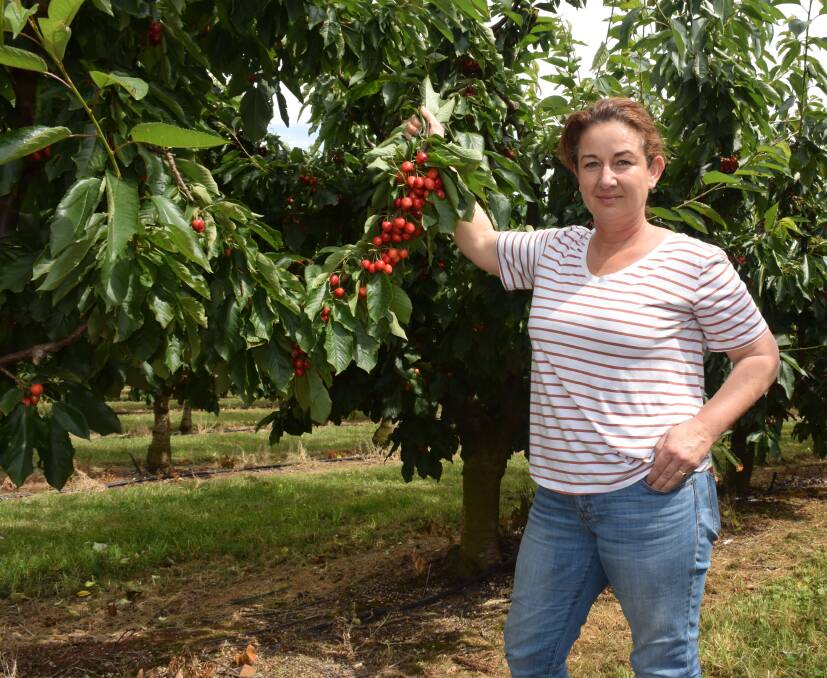 DRY HOPES: Cherry grower Fiona Hall says 
forecast heavy rains will cause havoc for orchardists
needing to  pick their fruit to meet orders.
Photo: DAVID FITZSIMONS